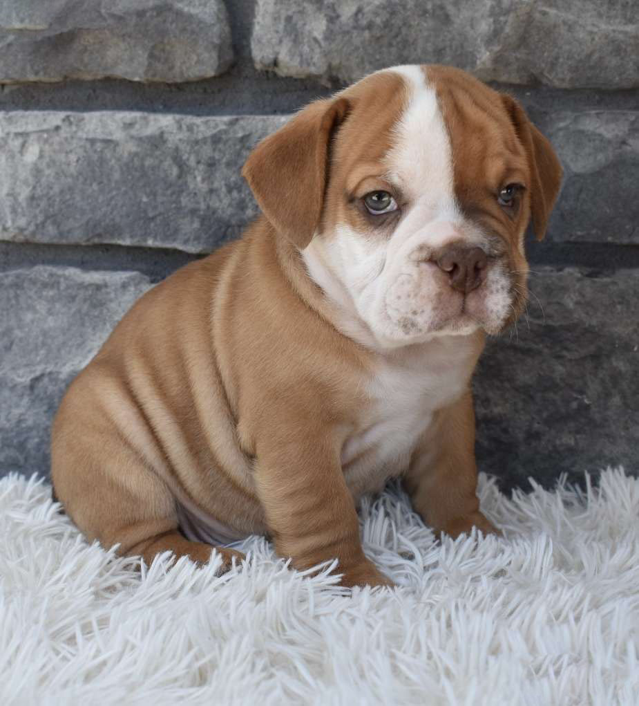 Buster