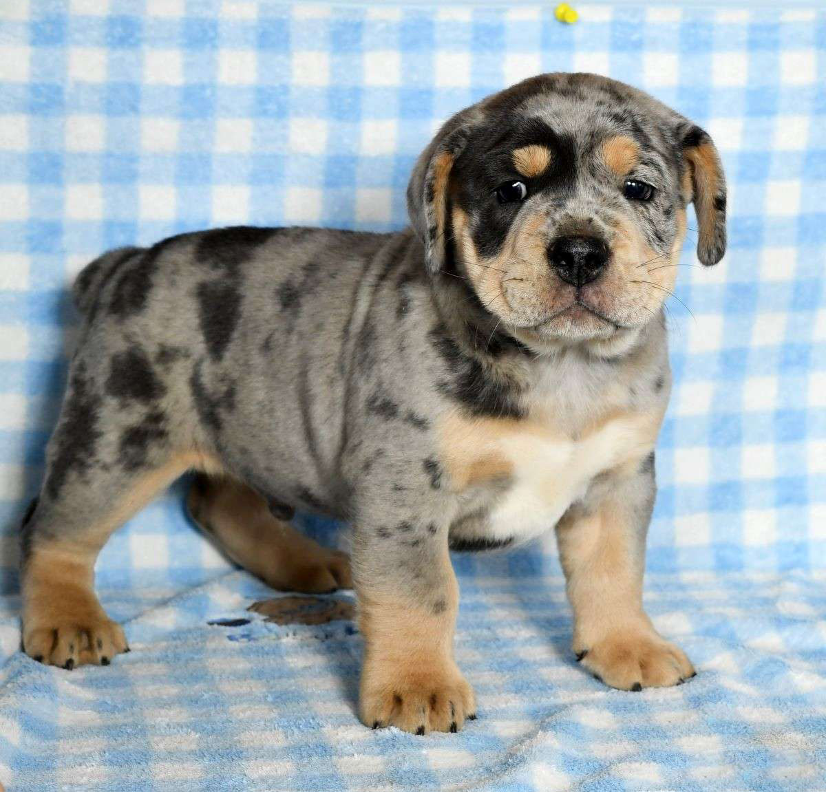 Duke