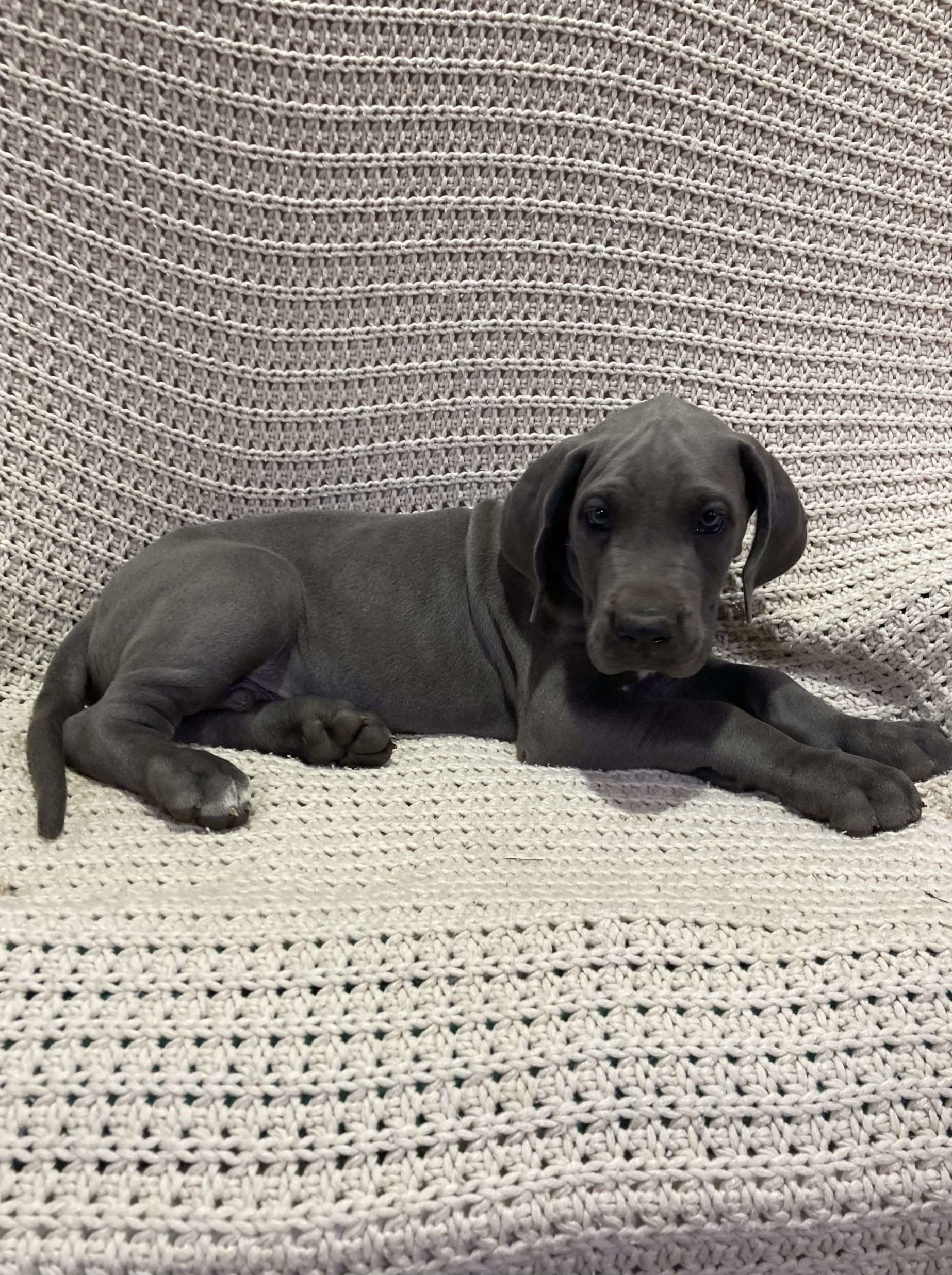Rambo