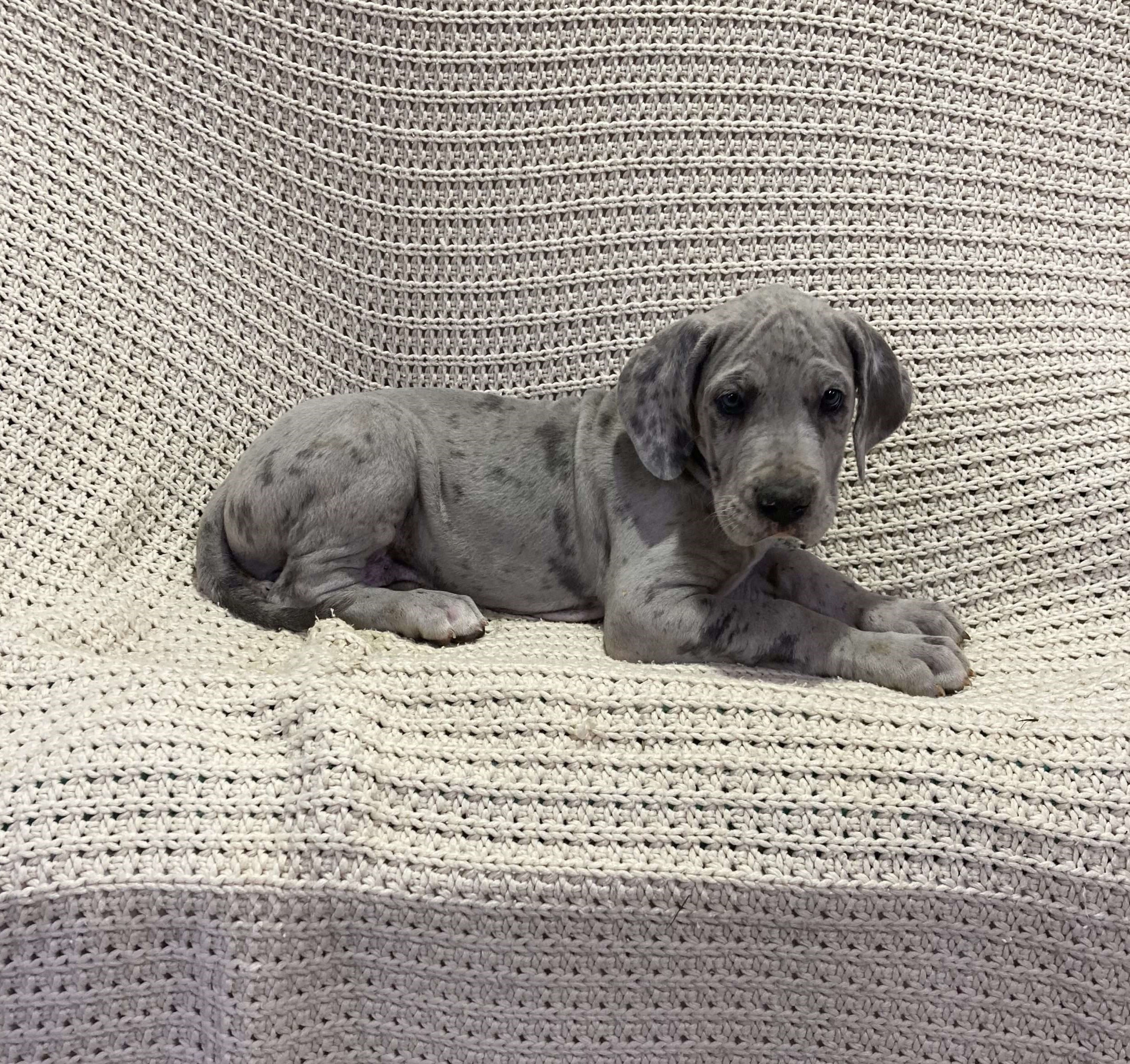 Ryder
