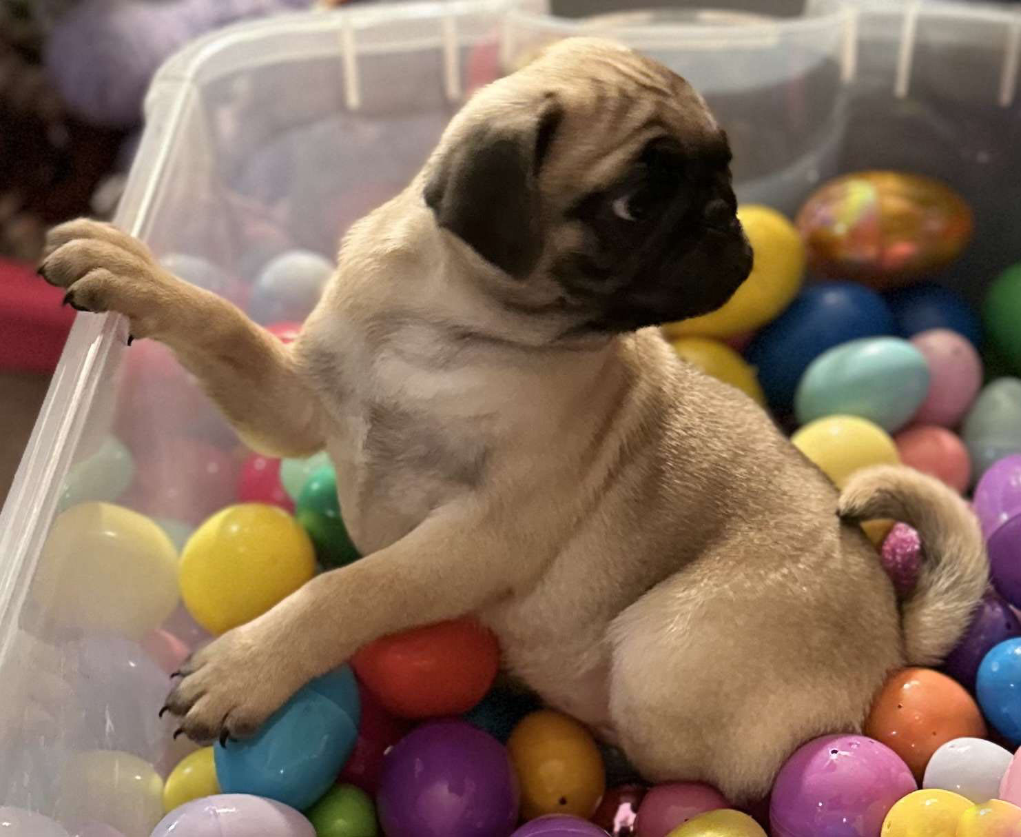 Benny