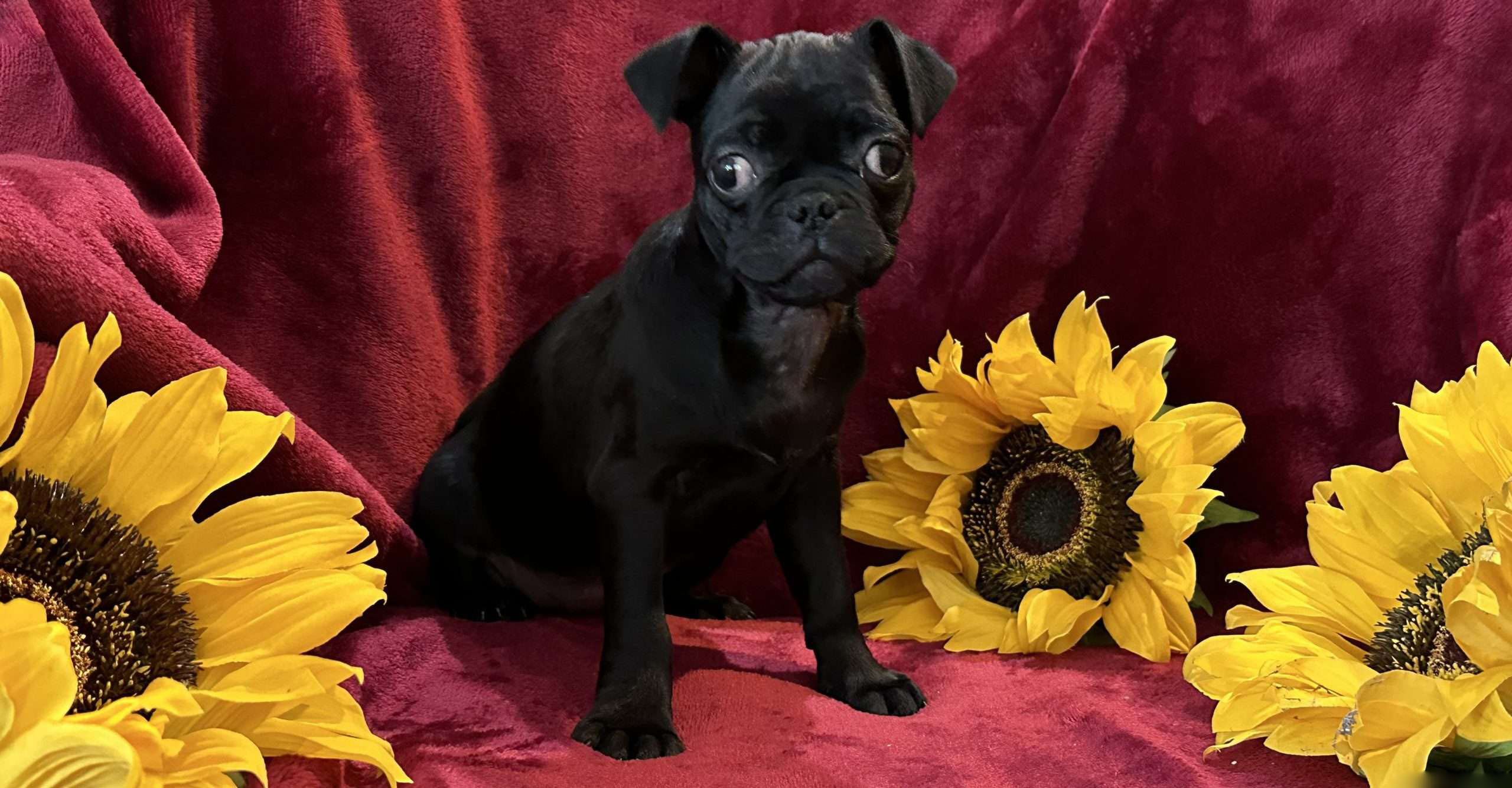Maggie