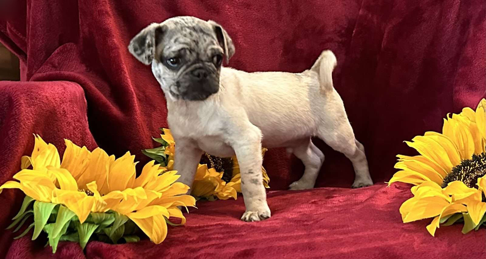 Marvin