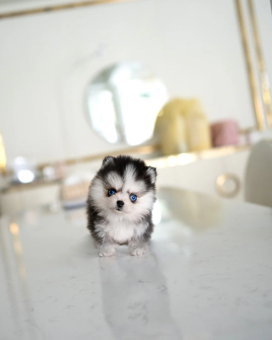 Coco