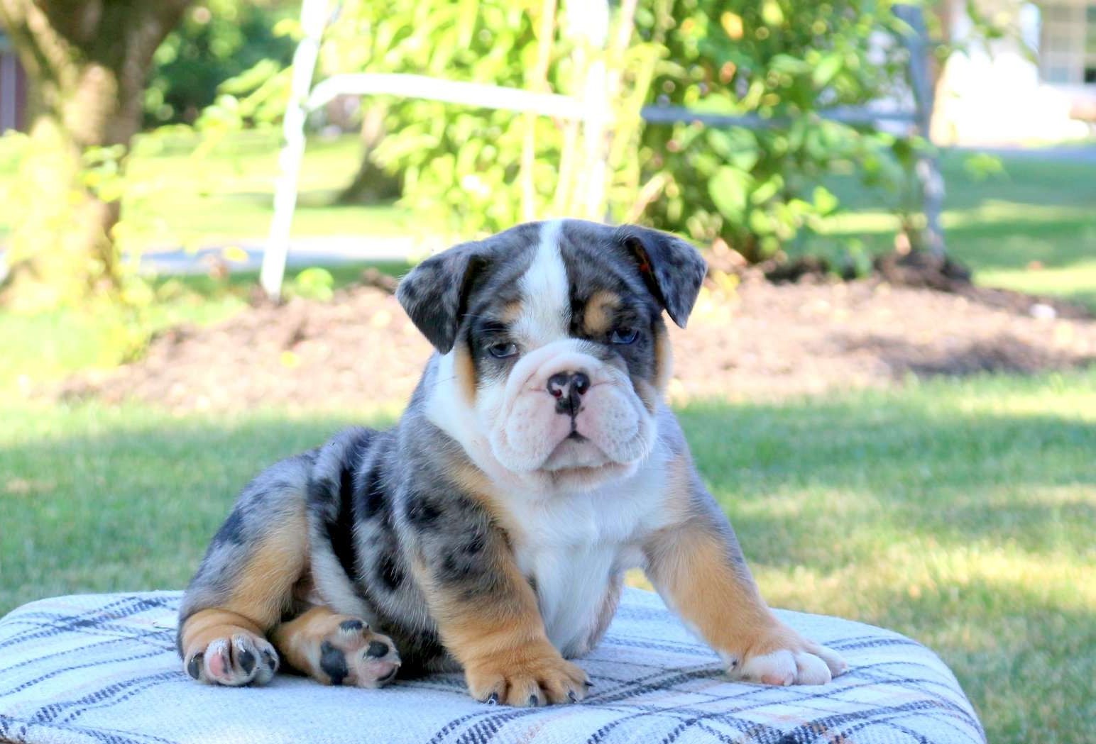 Bluey