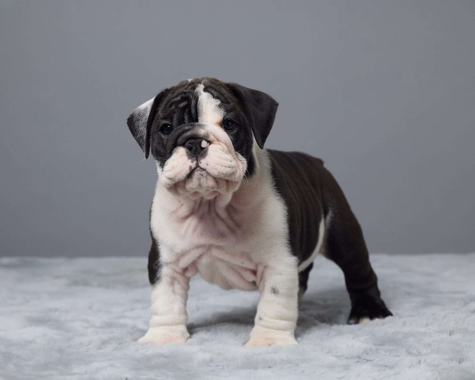Dozer