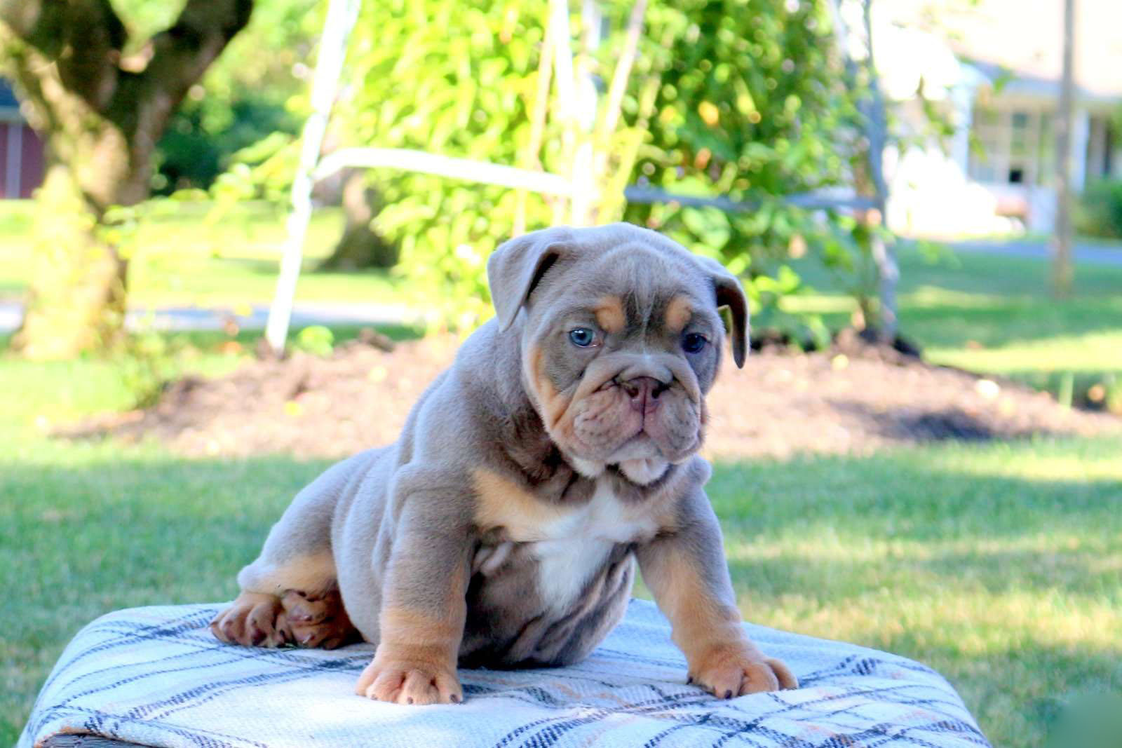 Lila