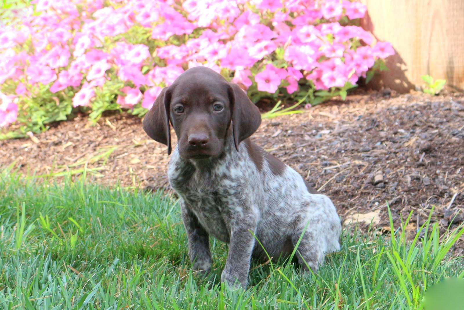 Kooper