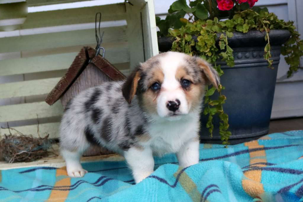 molly