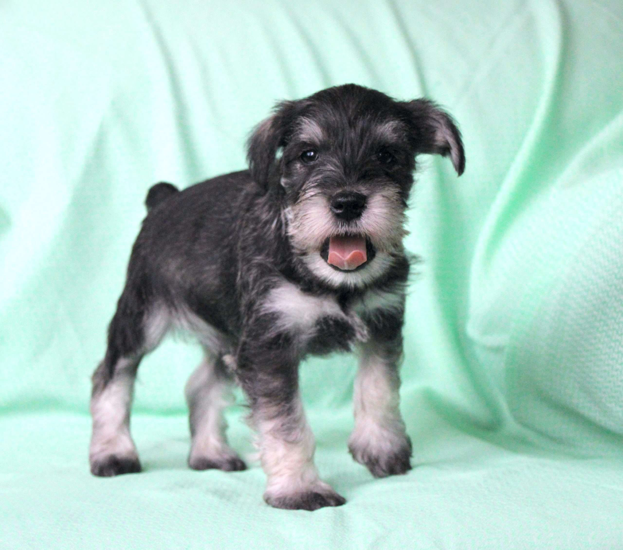 Samson