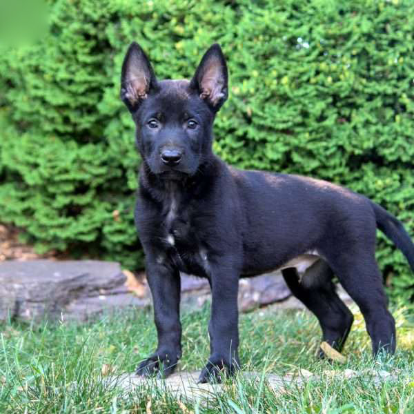 Gunner