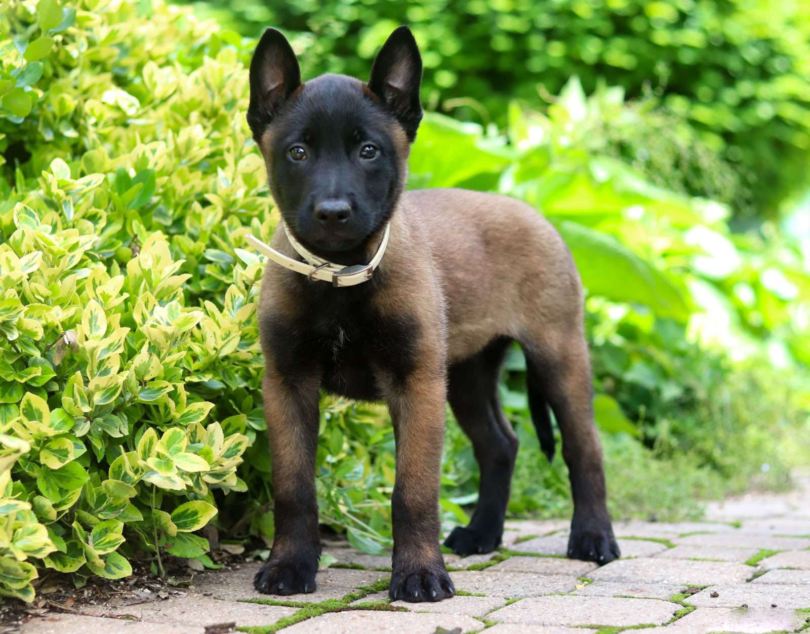 Stella