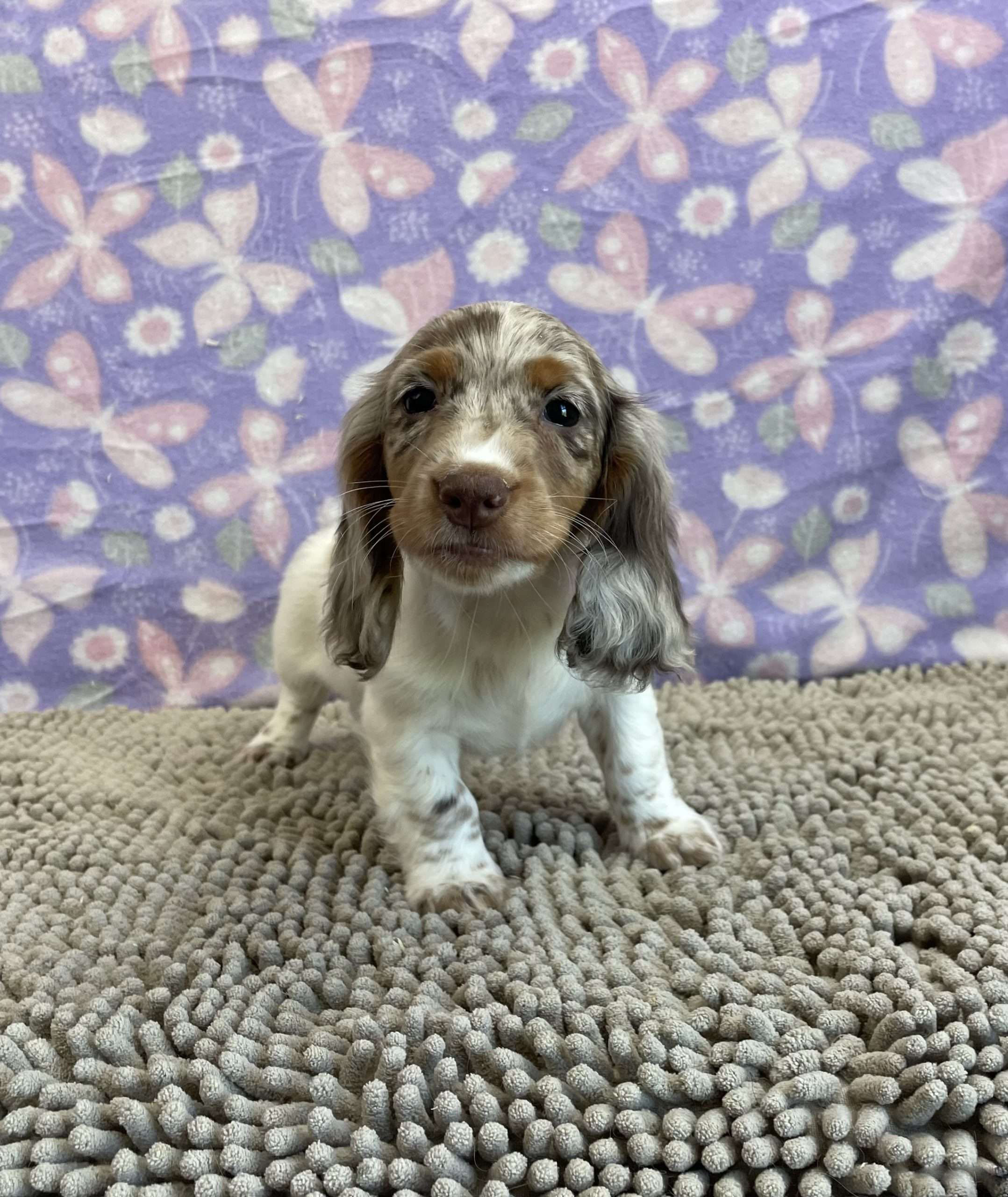 Duncan