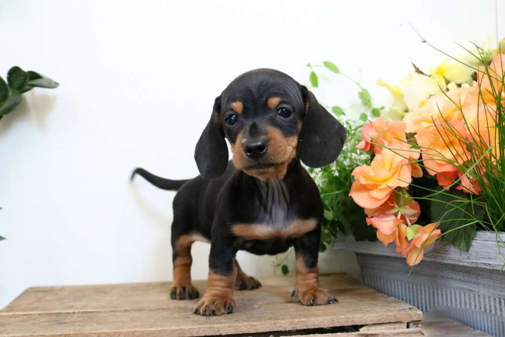 Monty