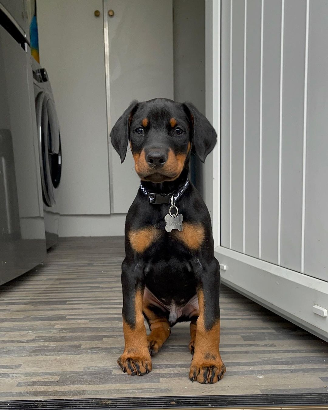 Roscoe