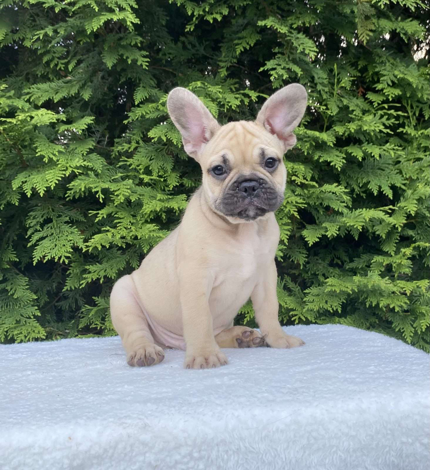 Winston