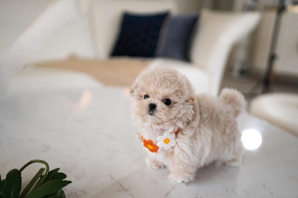 Coco