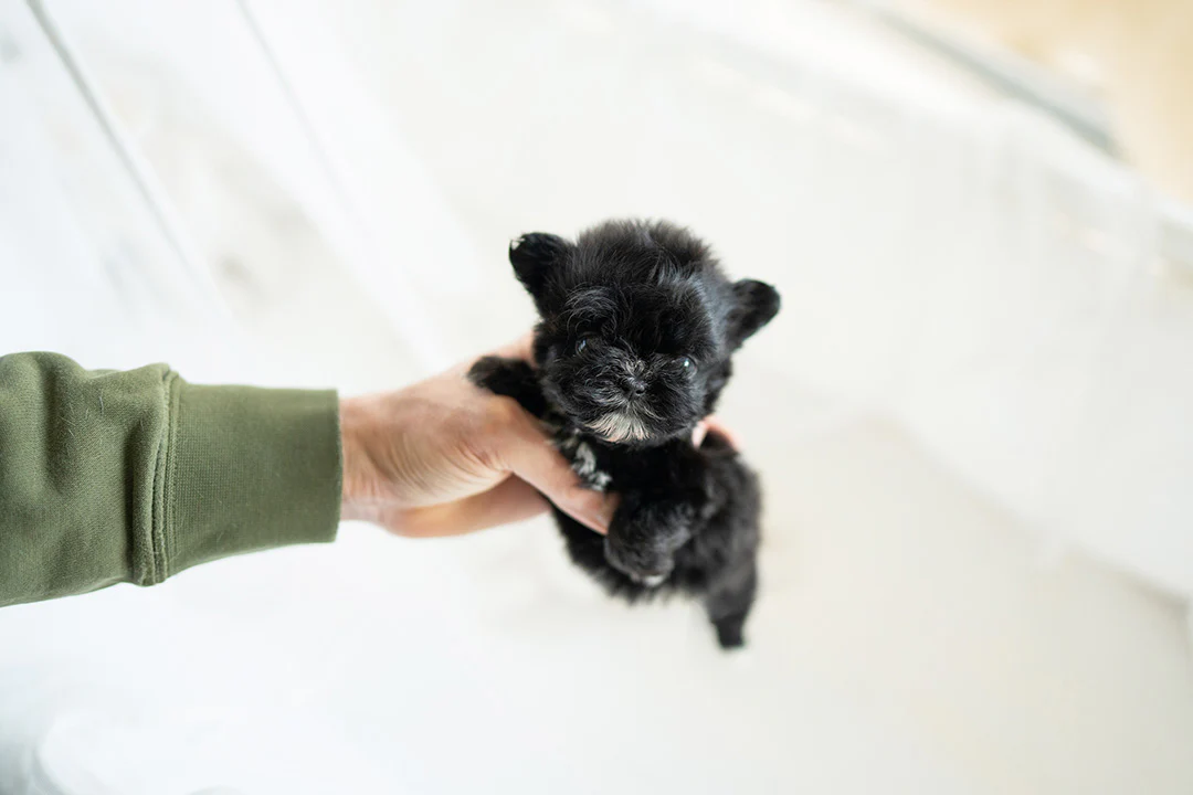 Oreo