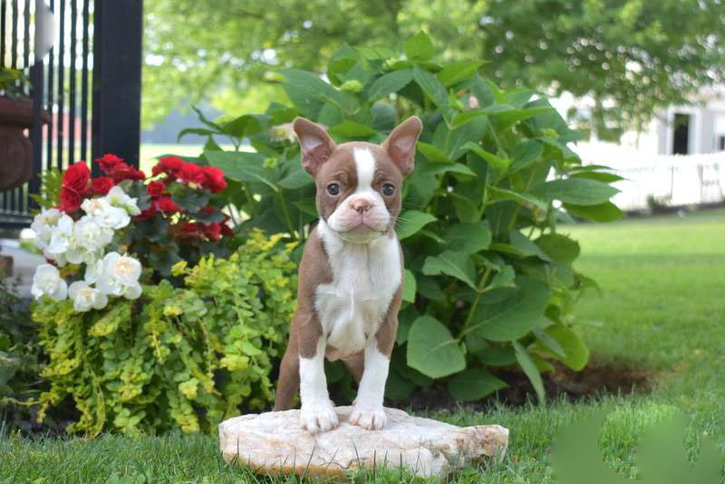Harper