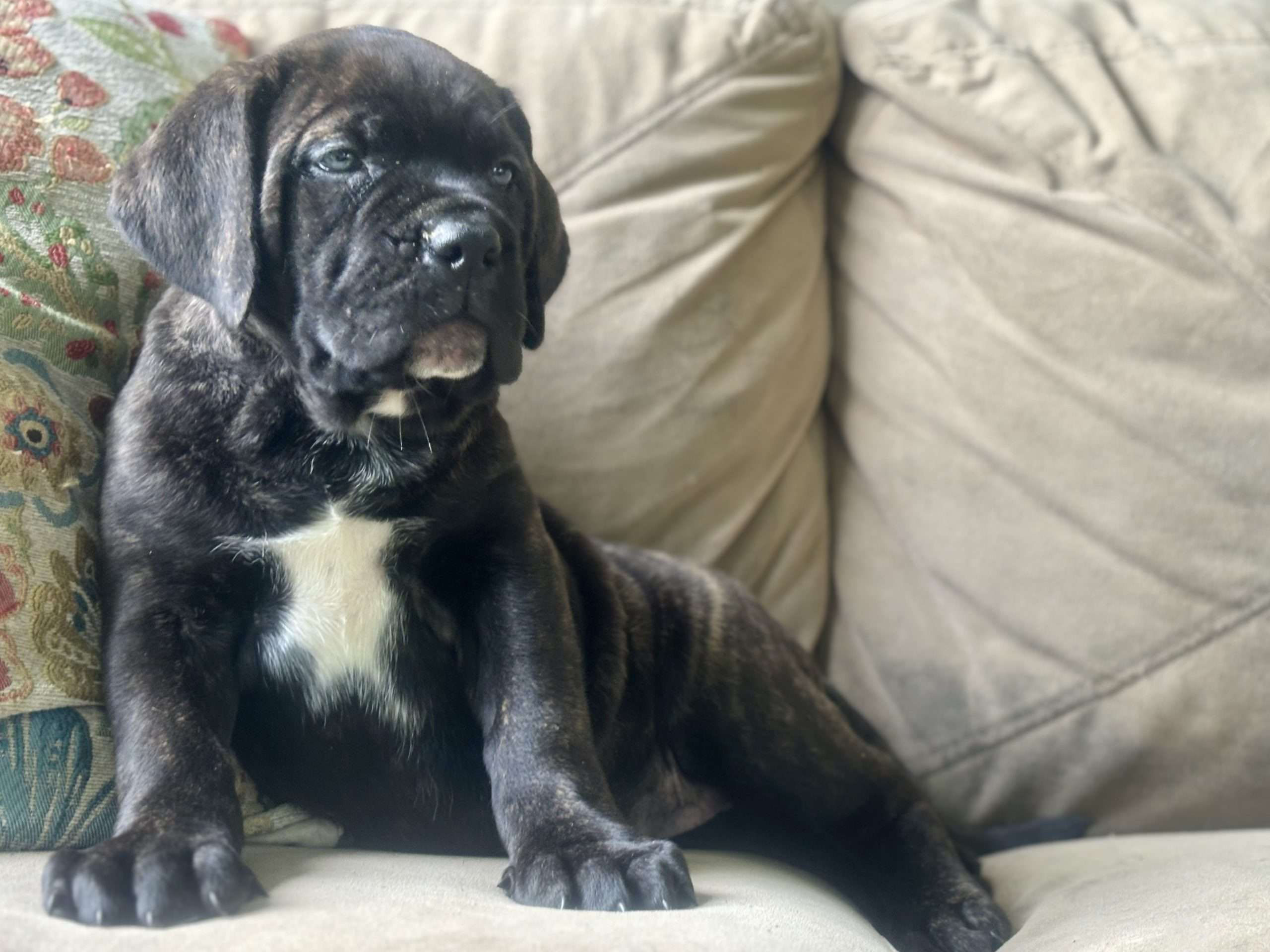 Drako