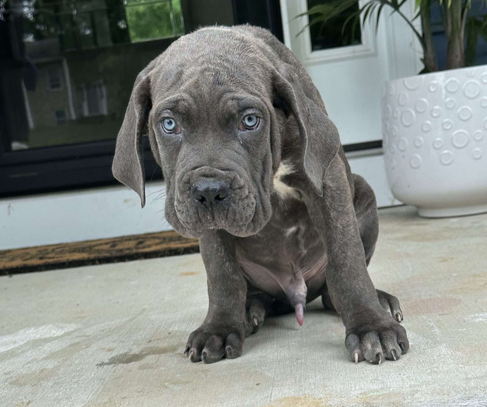 Gordo
