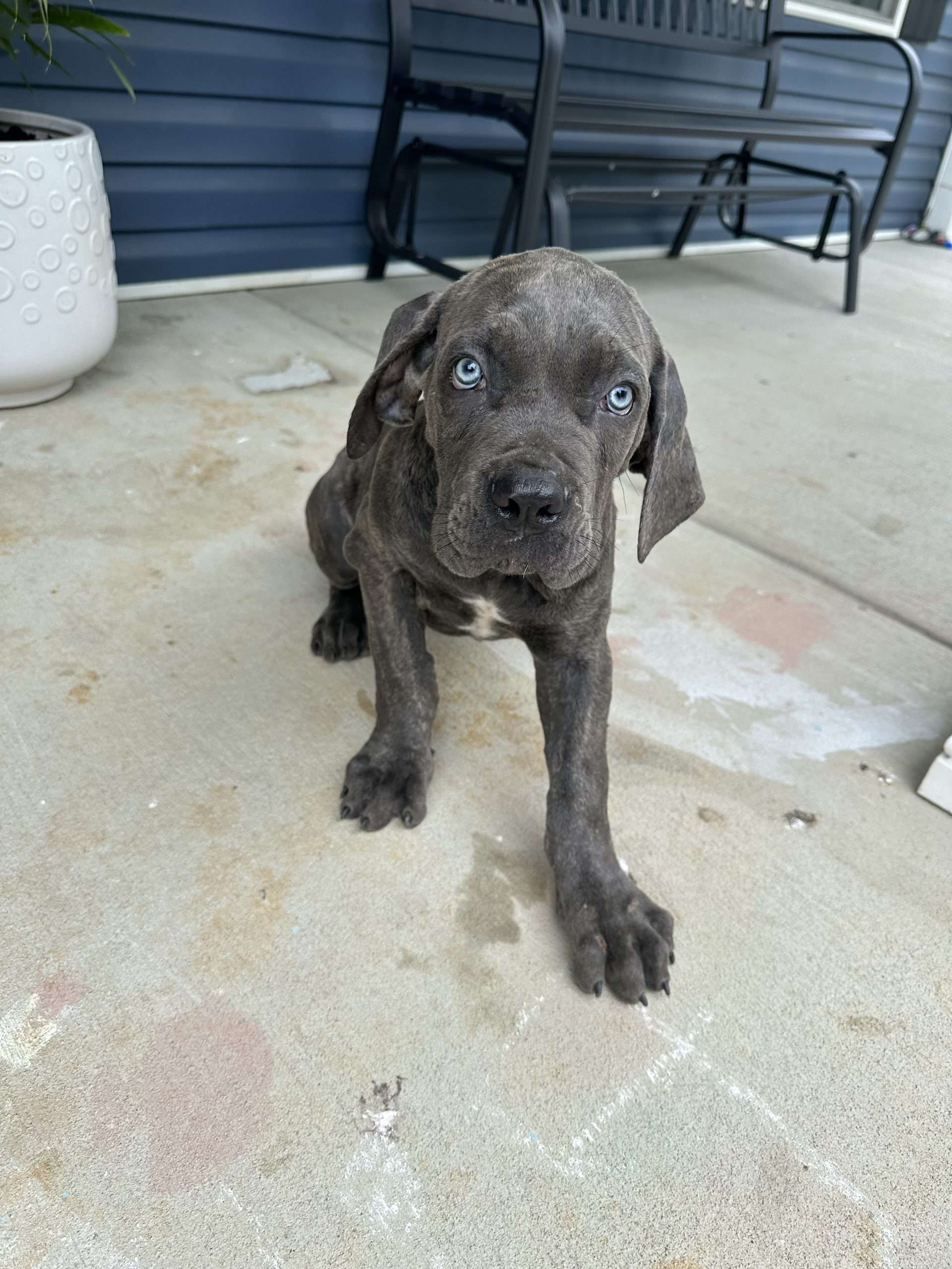 Louie