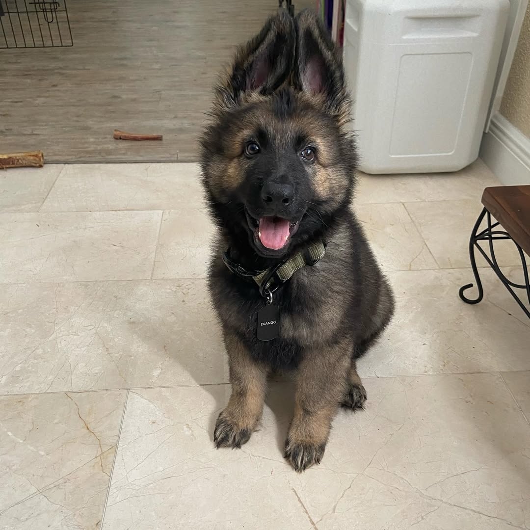 Django