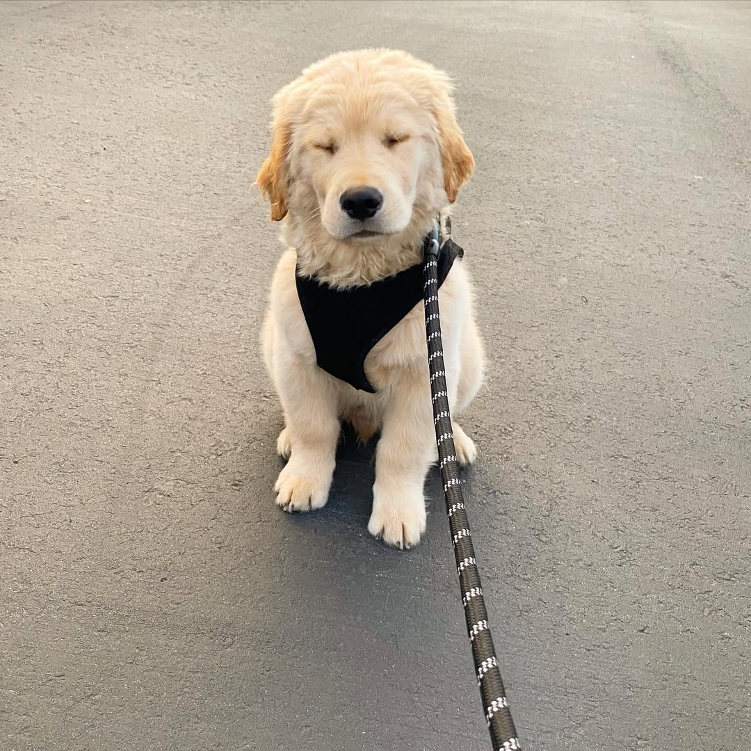Champ