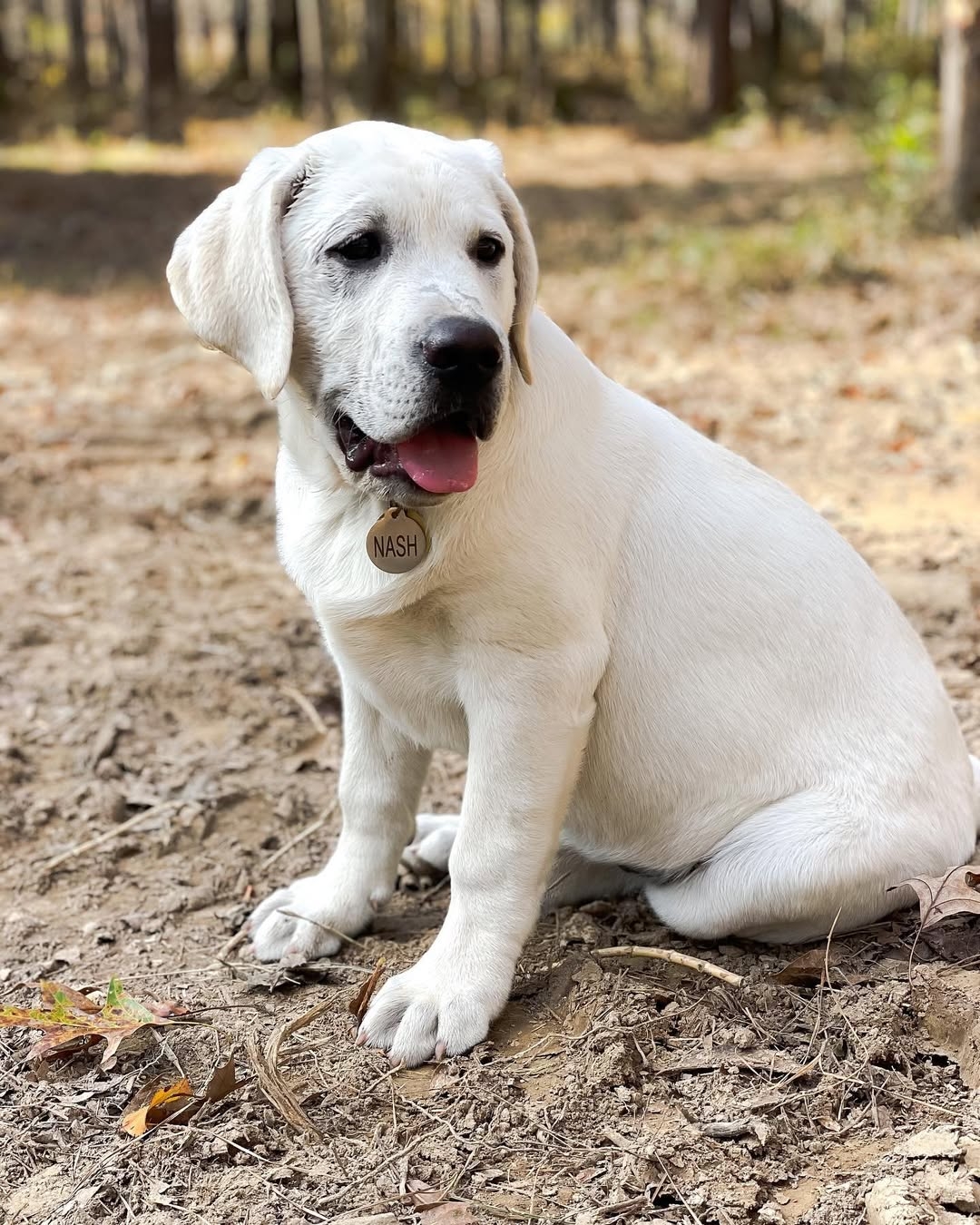 Nash