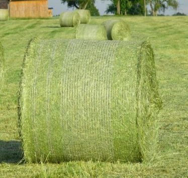 Alfalfa Hay( ROUND BALES )