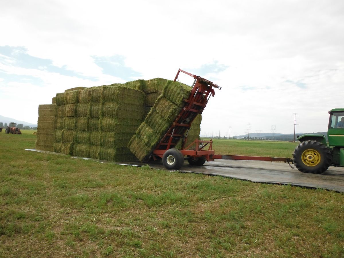 Alfalfa Hay ( Large Square 3x4 )