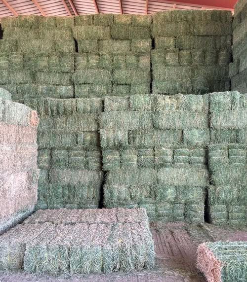 Alfalfa Hay ( Large Square 3x4 )