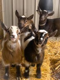 Pygmy Goats For Sale
