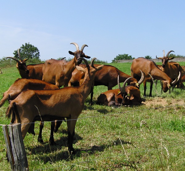Alpine Goats for sale