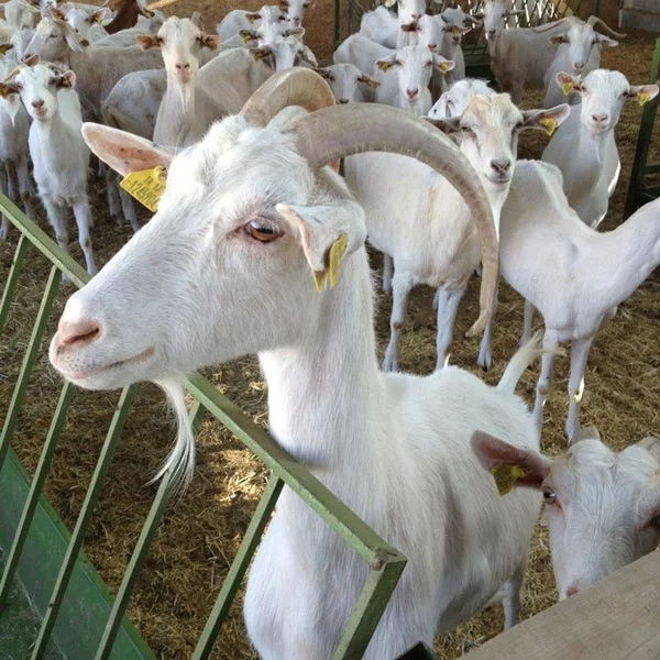 Saanen Goats for Sale