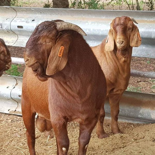 Kalahari Red Goats For Sale