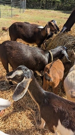 American Nubian - Mini - Does