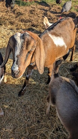 American Nubian - Mini - Does