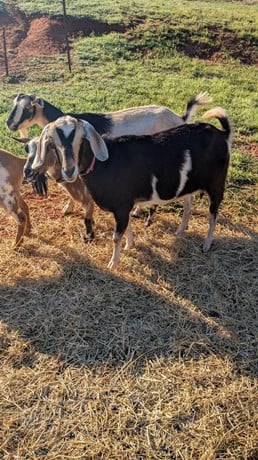 American Nubian - Mini - Does