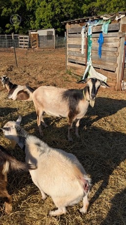 American Nubian - Mini - Does