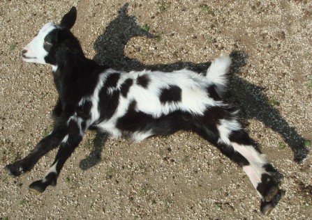  Fainting Goats for Sale