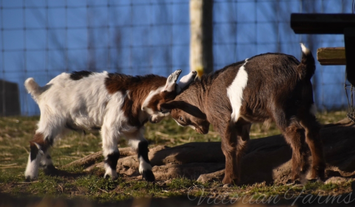  Fainting Goats for Sale