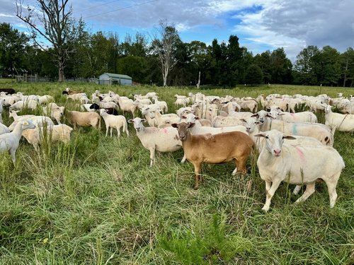 Katahdin sheep for sale 