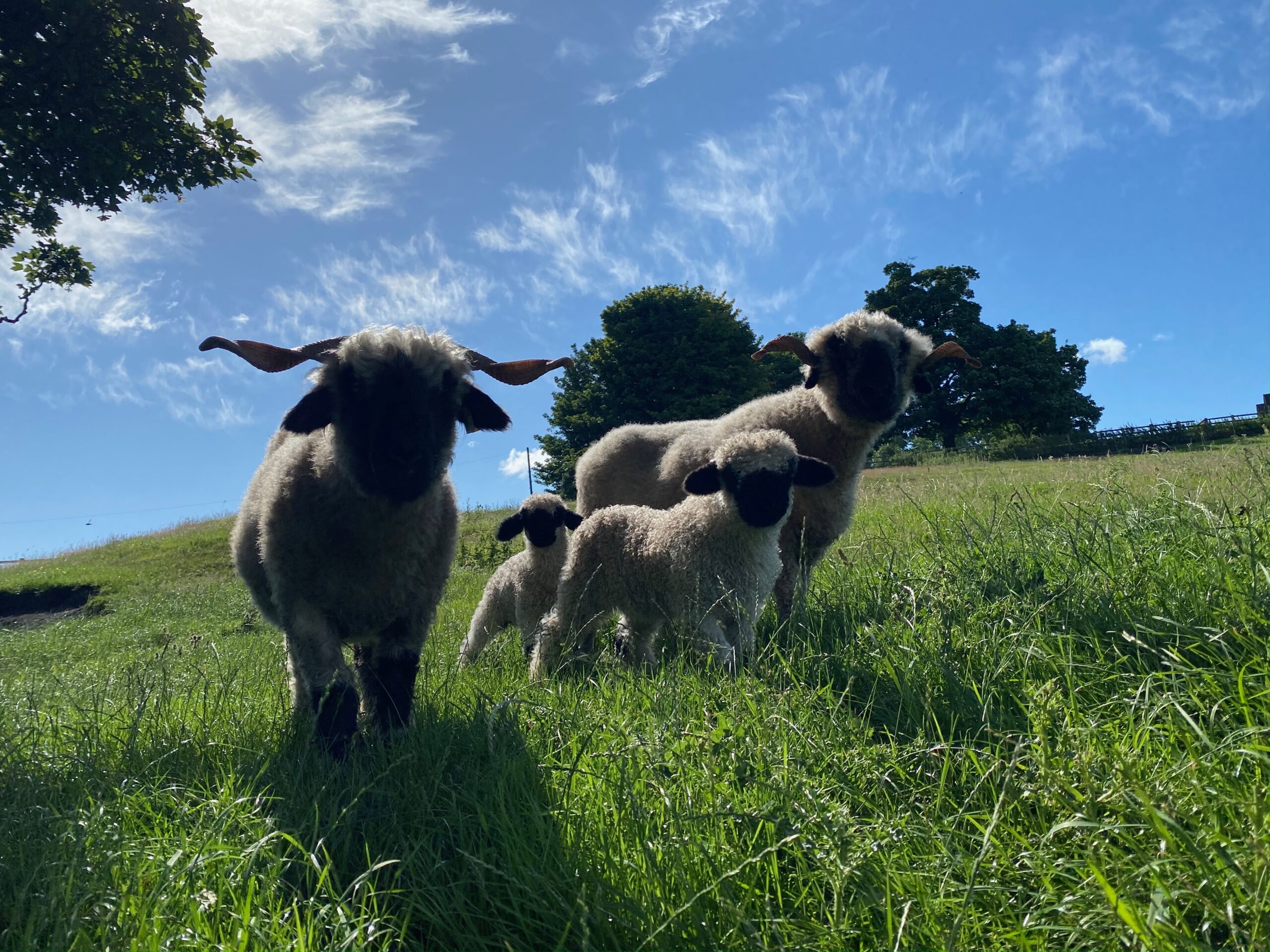 Valais blacknose sheep for sale 