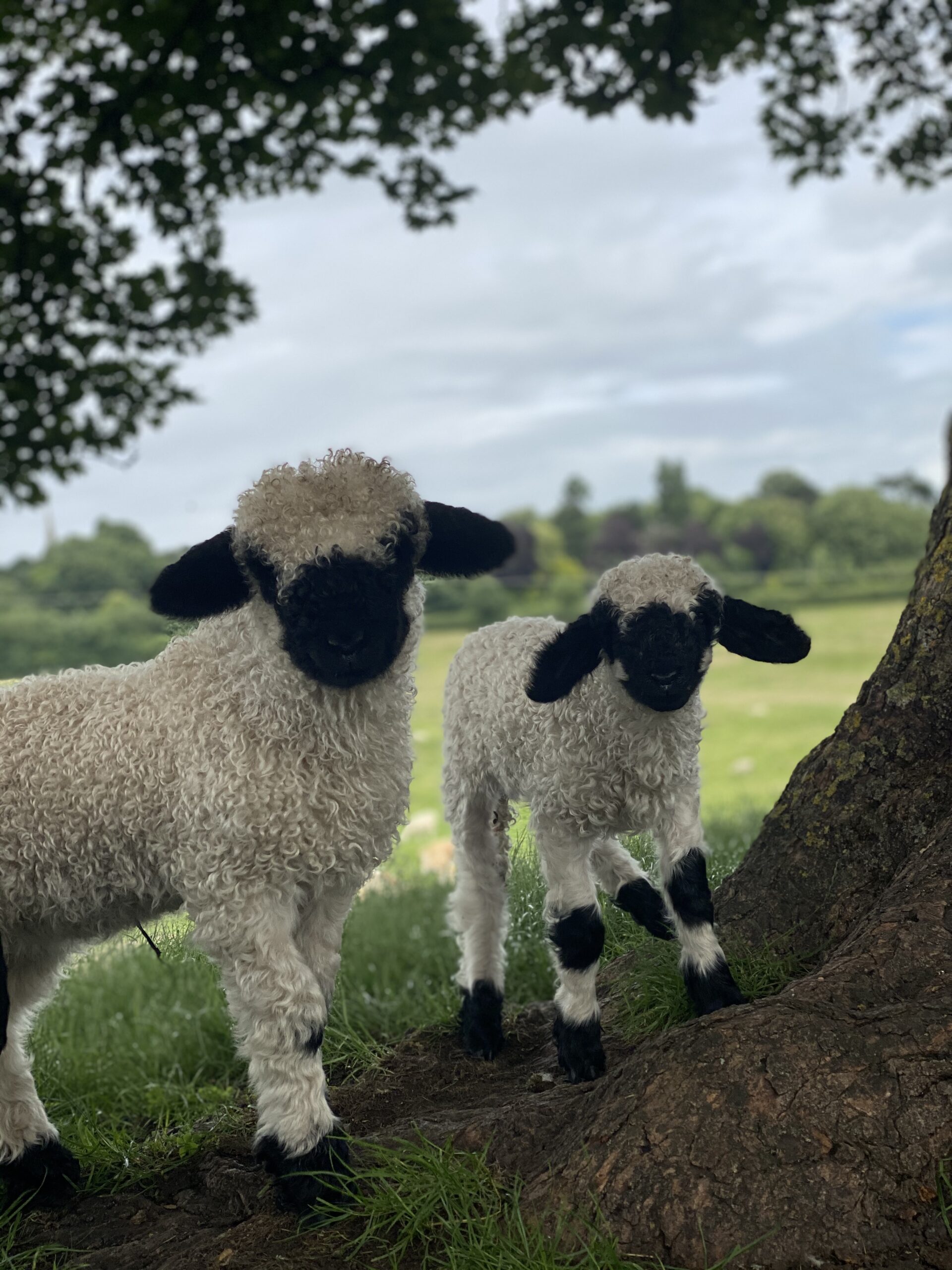 Valais blacknose sheep for sale 