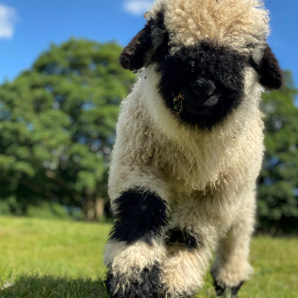 Valais blacknose sheep for sale