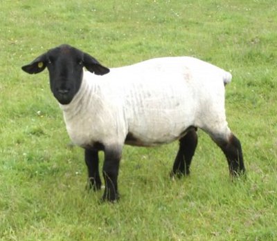 Suffolk sheep for sale 