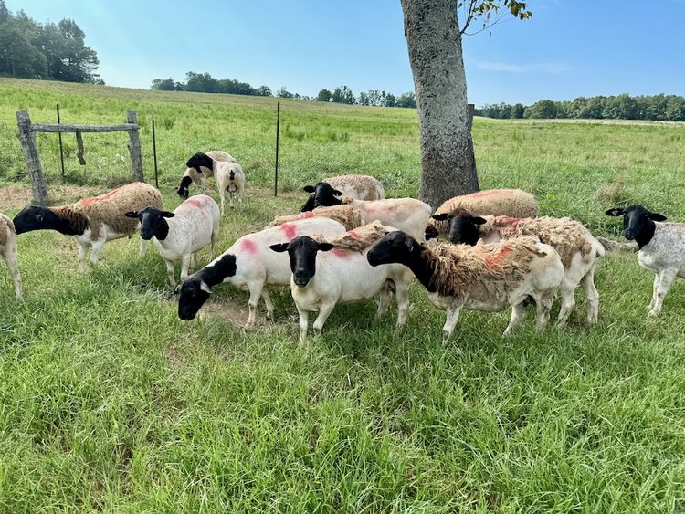 Dorper rams for sale 