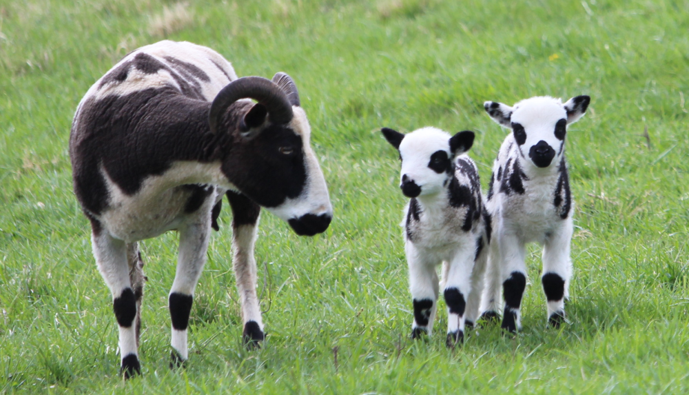 Jacob sheep for sale 