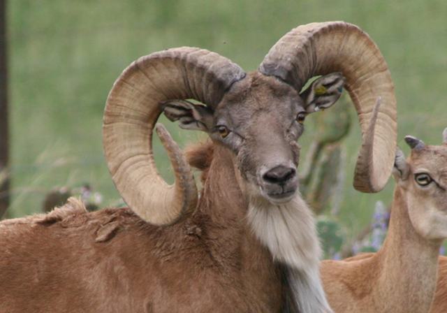 Bighorn Sheep for Sale